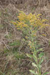 Canada goldenrod